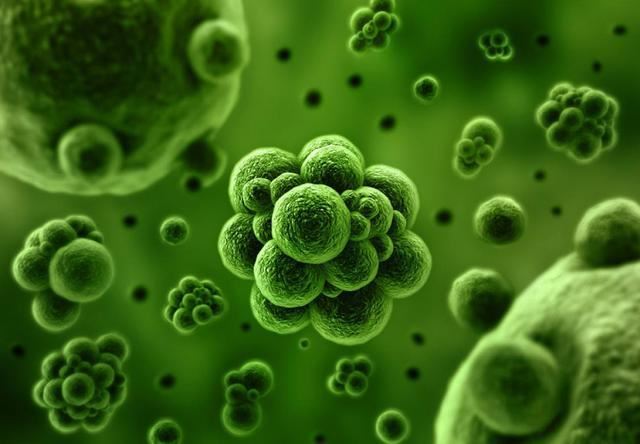bacteria bacteria